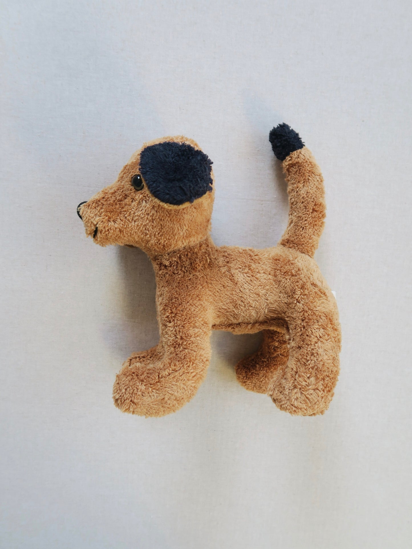 Kallisto - Teddy - Dog