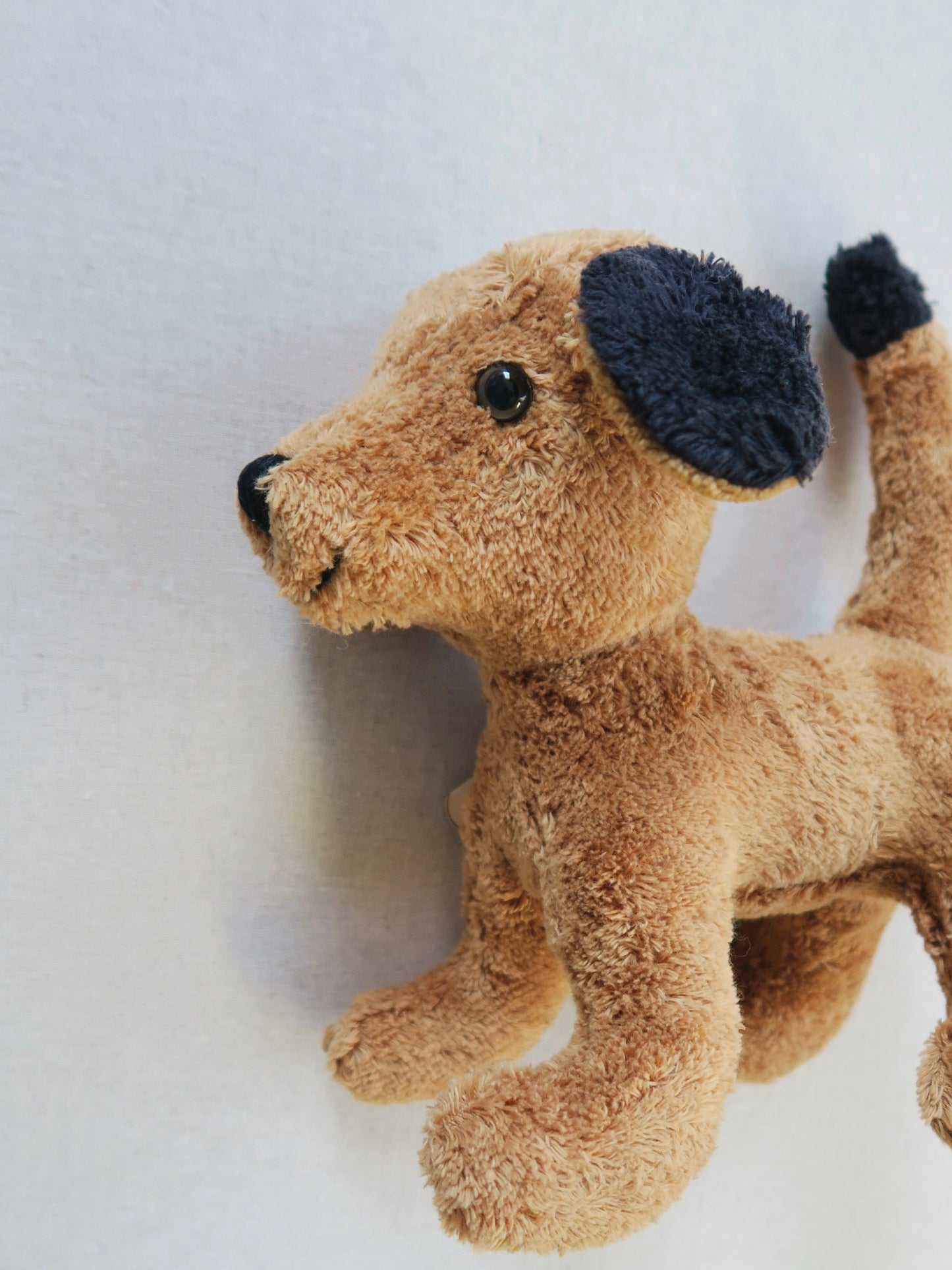 Kallisto - Teddy - Dog